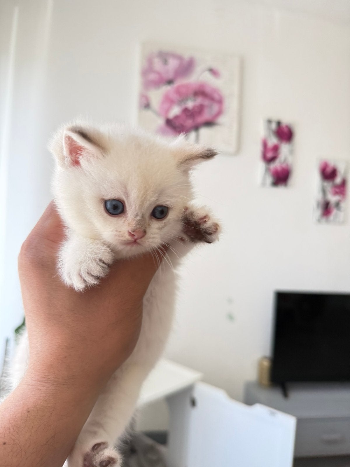 blue golden Britse Korthaar poesje – wit met blauwe ogen, Dieren en Toebehoren, Poes