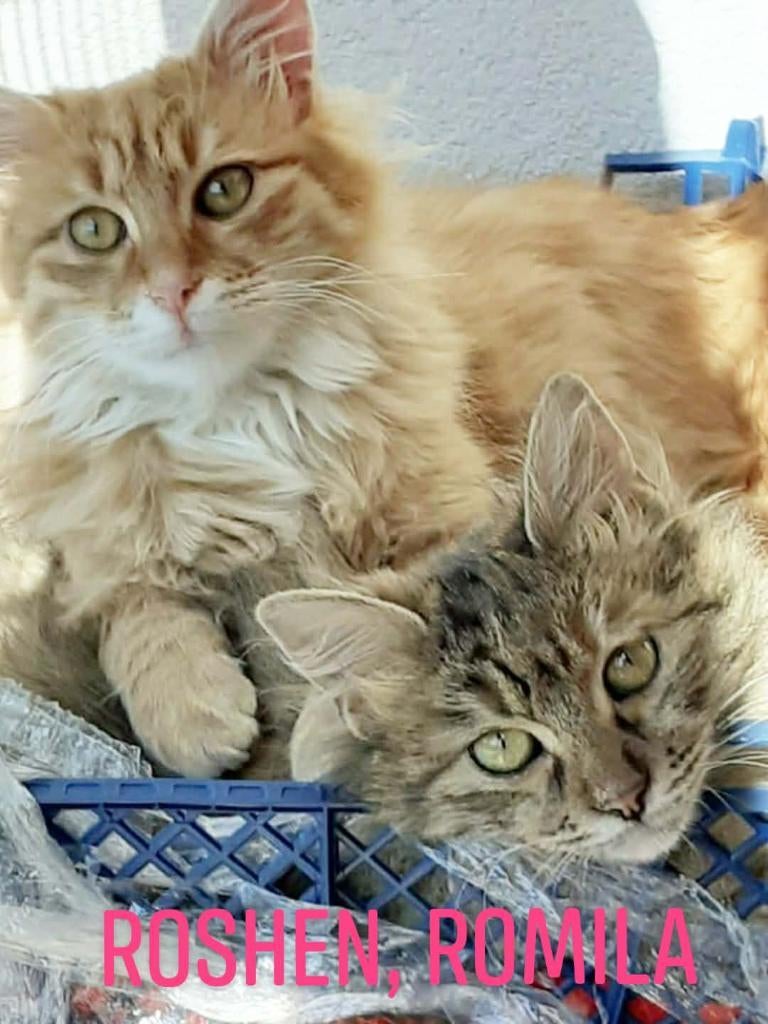 BINNENKATTEN ROMILLA EN ROSHEN 7-8 mnd. Bulgarije -samen, Dieren en Toebehoren, Katten en Kittens | Overige Katten, Meerdere dieren