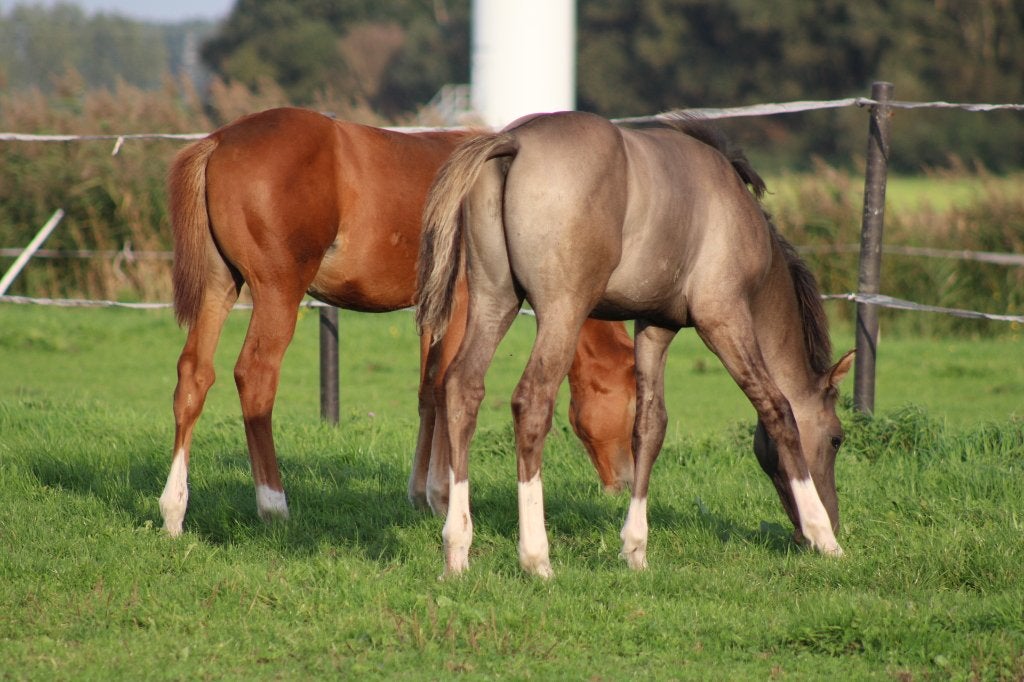 3 KWPN veulens, grullo, vos en smokey black, Dieren en Toebehoren, Meerdere dieren, Springpaard, Met stamboom, 0 tot 2 jaar
