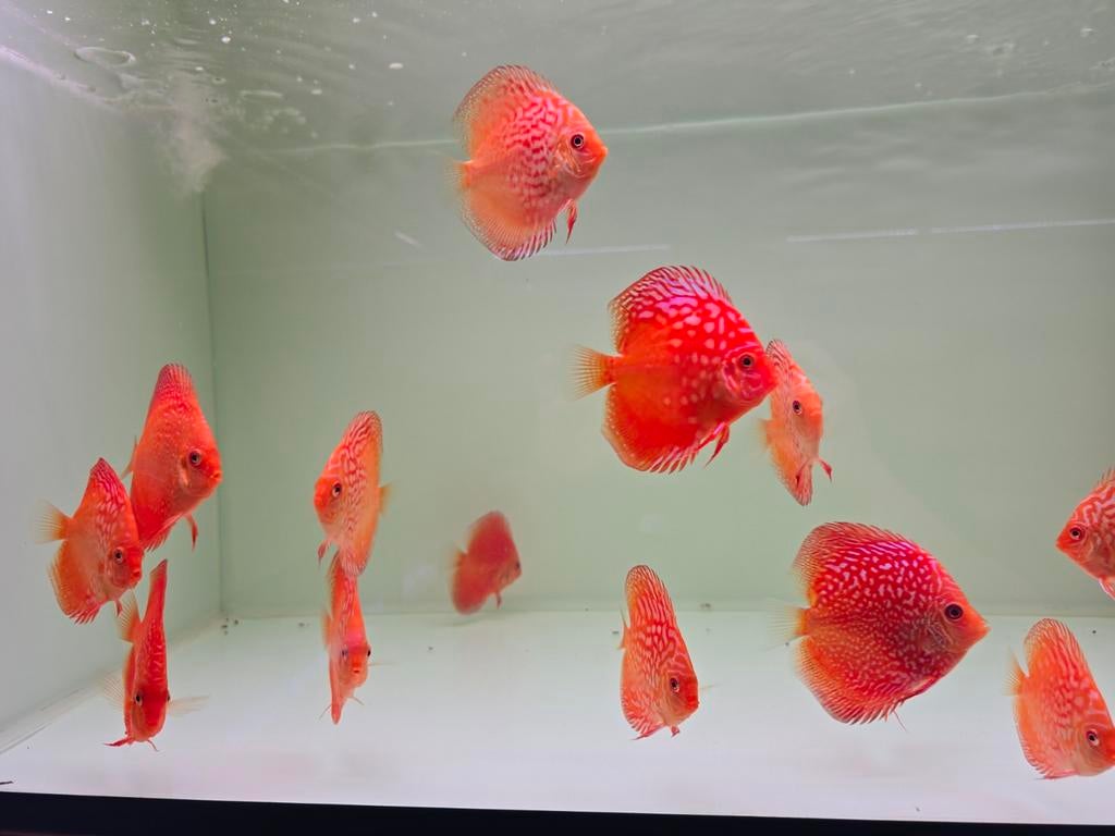 Discusvissen, Dieren en Toebehoren, Vis, Zoetwatervis, Schoolvis