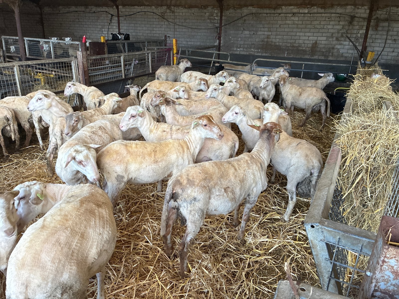 Kempische heide bokken, Dieren en Toebehoren, Schaap