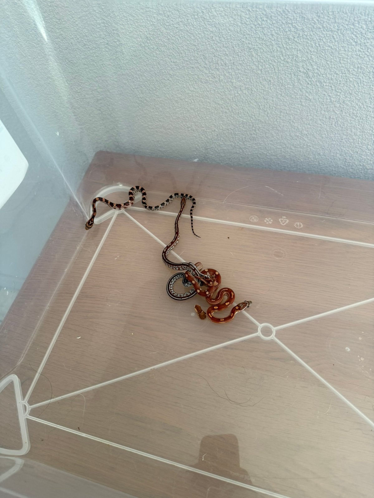 Baby rattenslang Rat Snake photo 7
