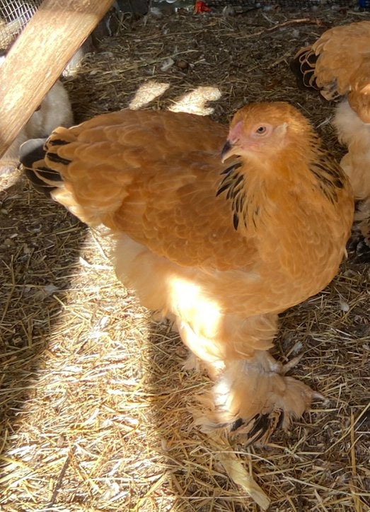 Brahma groot hennen buff zwart columbia, Dieren en Toebehoren, Vrouwelijk, Kip