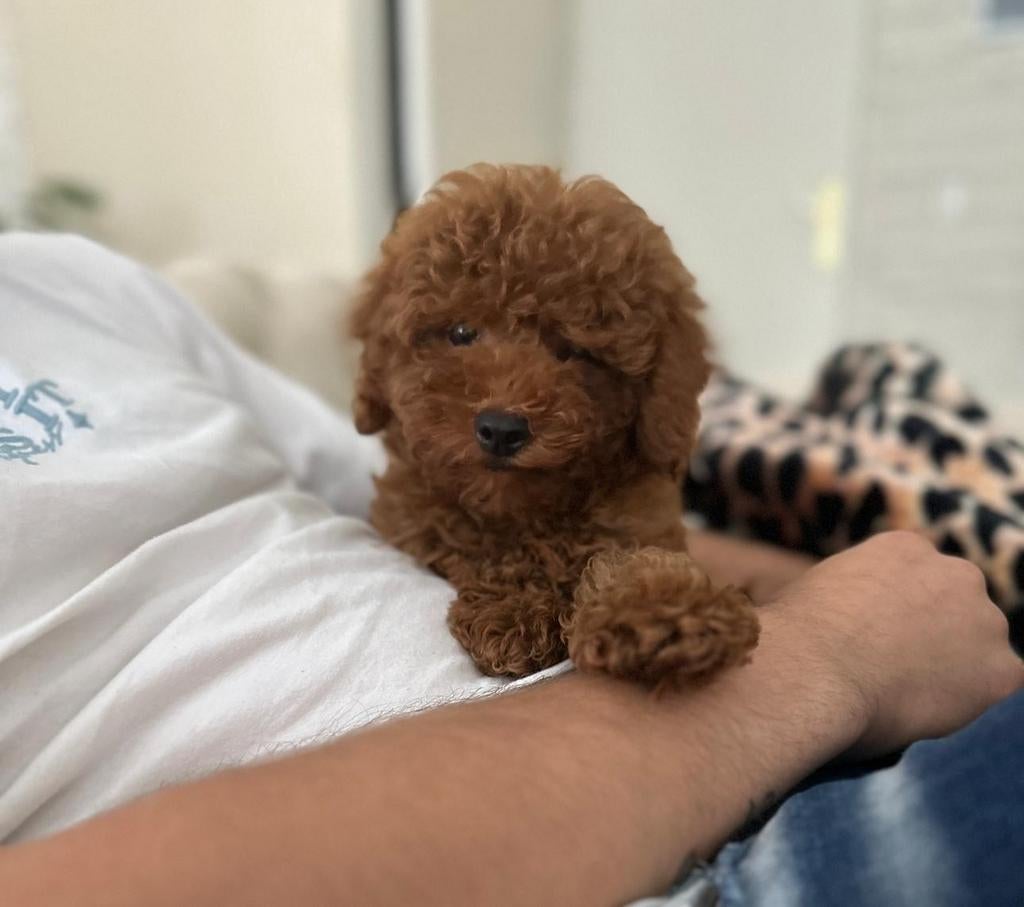 Toypoedel Toy poedel Toypoodle Toy poodle pup, Poedel, 15 weken tot 1 jaar, Teef, Parvo