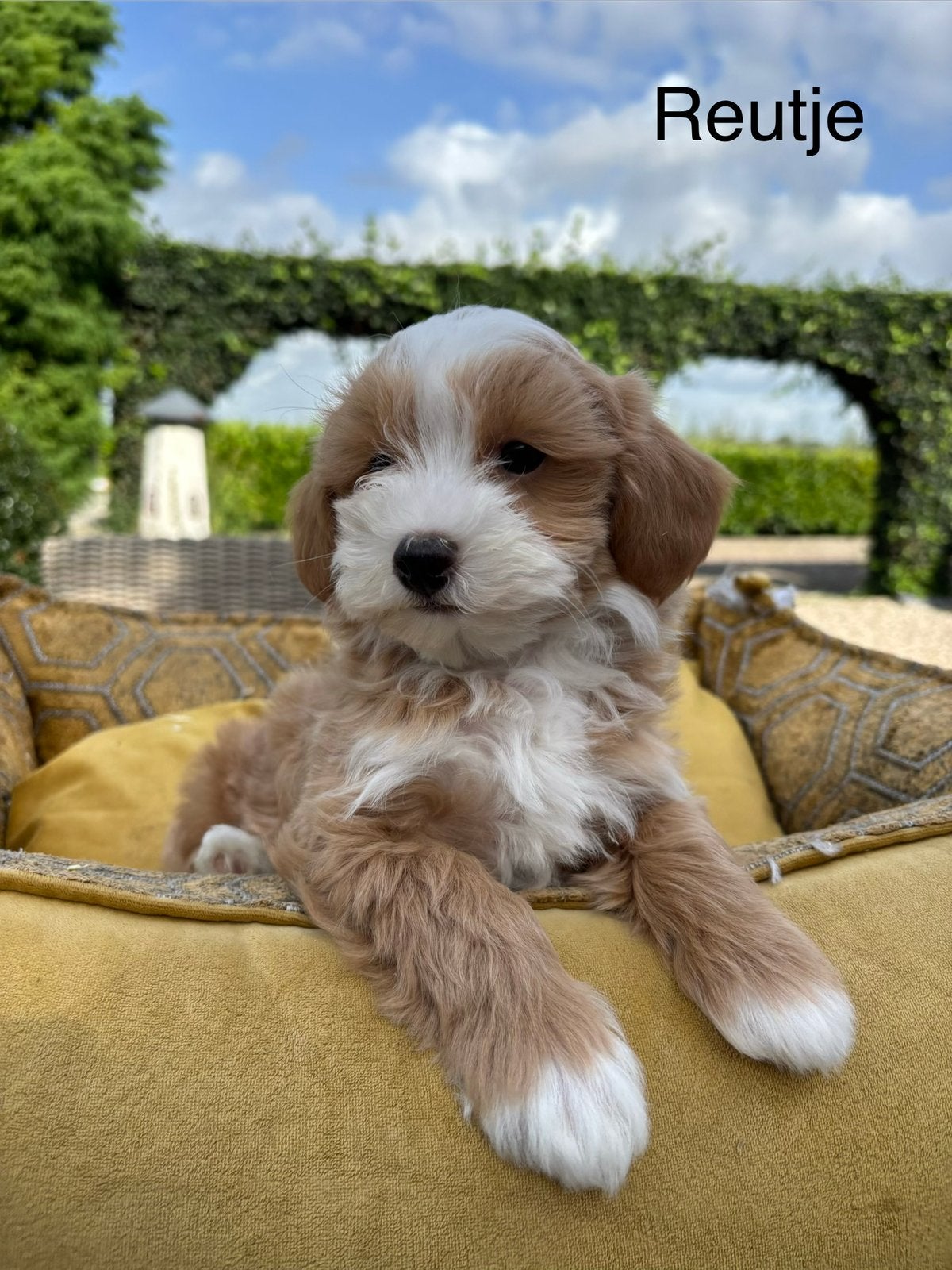Maltipoo pups, Dieren en Toebehoren, Nederland, Overige rassen, 8 tot 15 weken, Meerdere