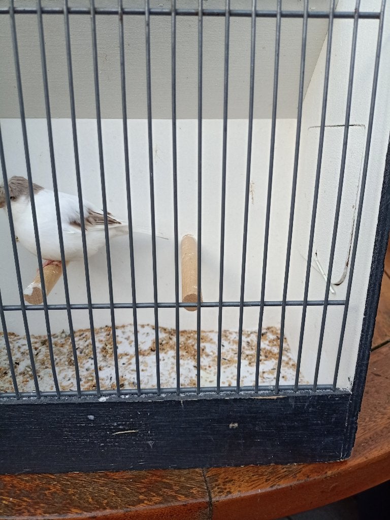 closter kanaries, Dieren en Toebehoren, Meerdere dieren, Postuurkanarie