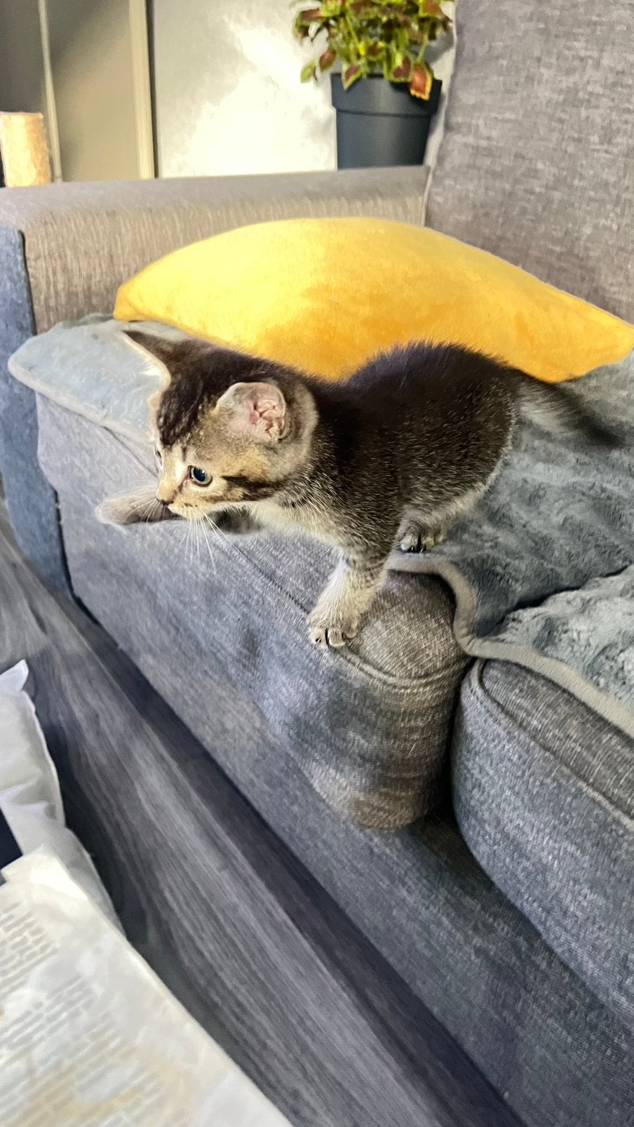 8 weken oude kitten, Dieren en Toebehoren
