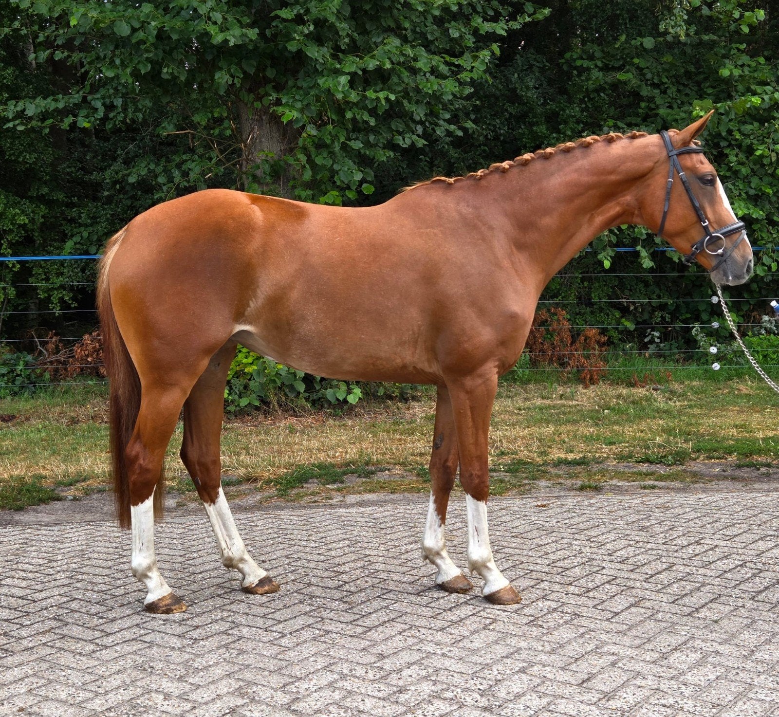 Apart mooie brave grote Connemara. Inruil mogelijk, Merrie, Zadelmak, 3 tot 6 jaar
