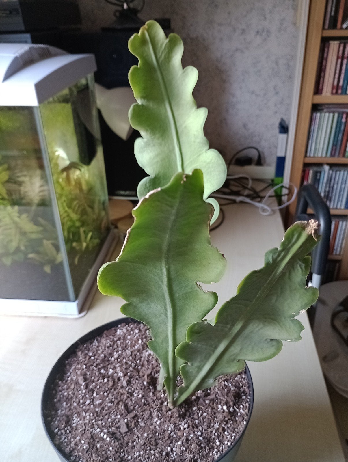Epiphyllum, Ophalen, Halfschaduw, Minder dan 100 cm