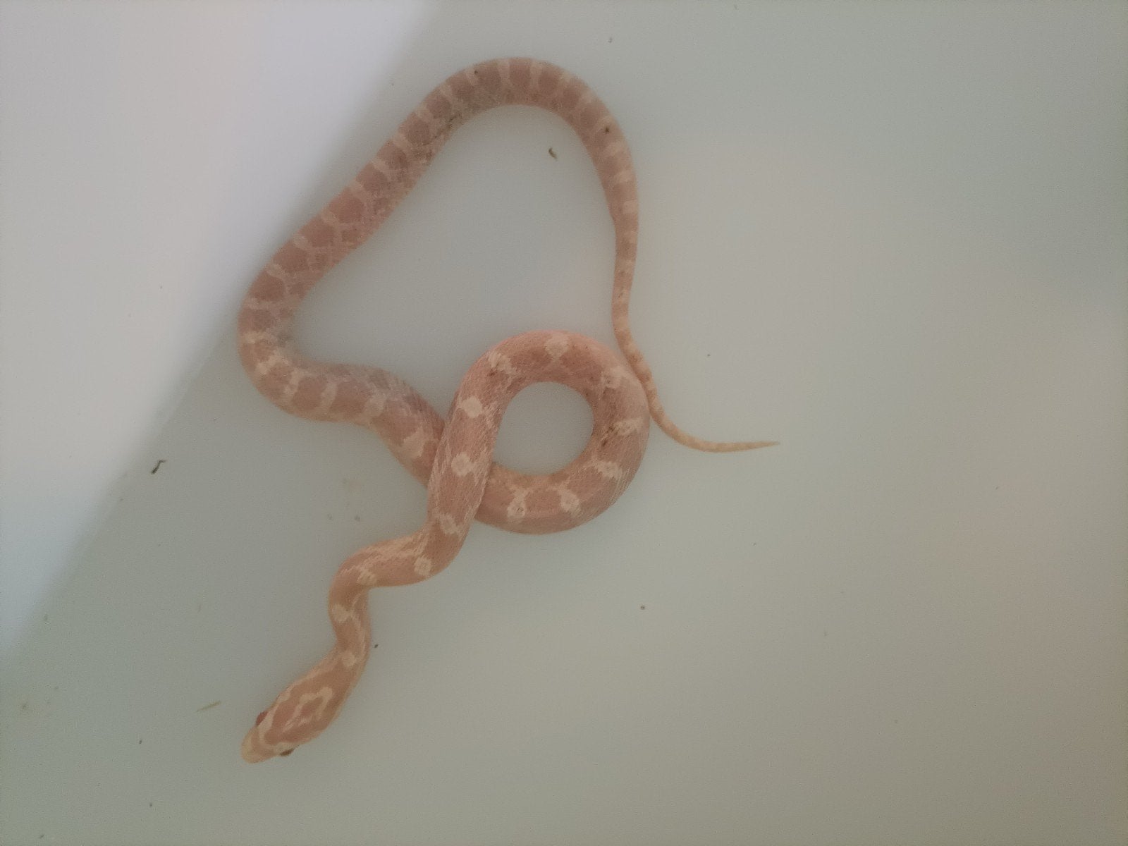 jonge rattenslangen Rat Snake photo 11