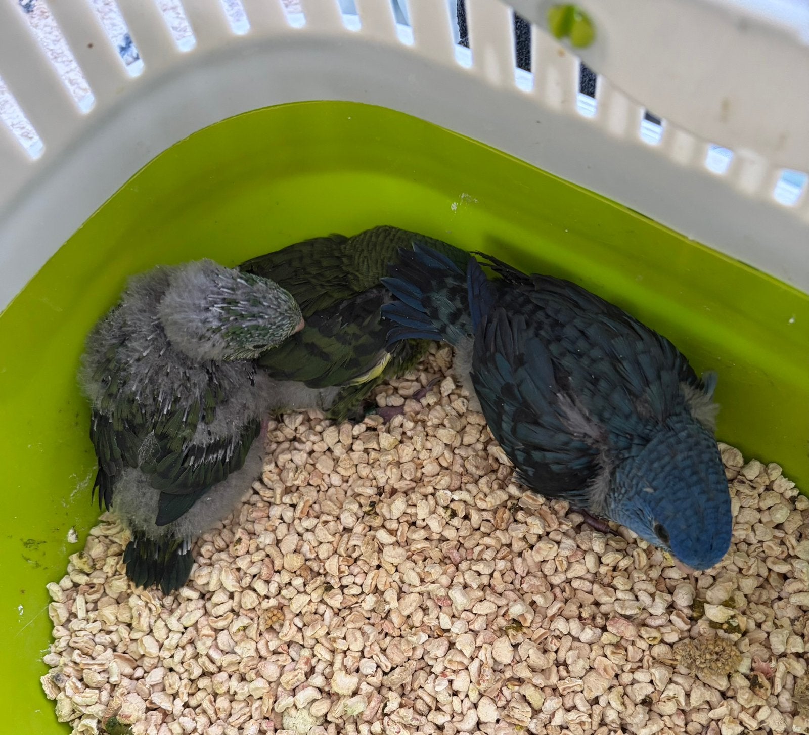 Jonge Catharina parkieten Tam, Dieren en Toebehoren, Vogels | Parkieten en Papegaaien, Meerdere dieren, Parkiet, Geringd