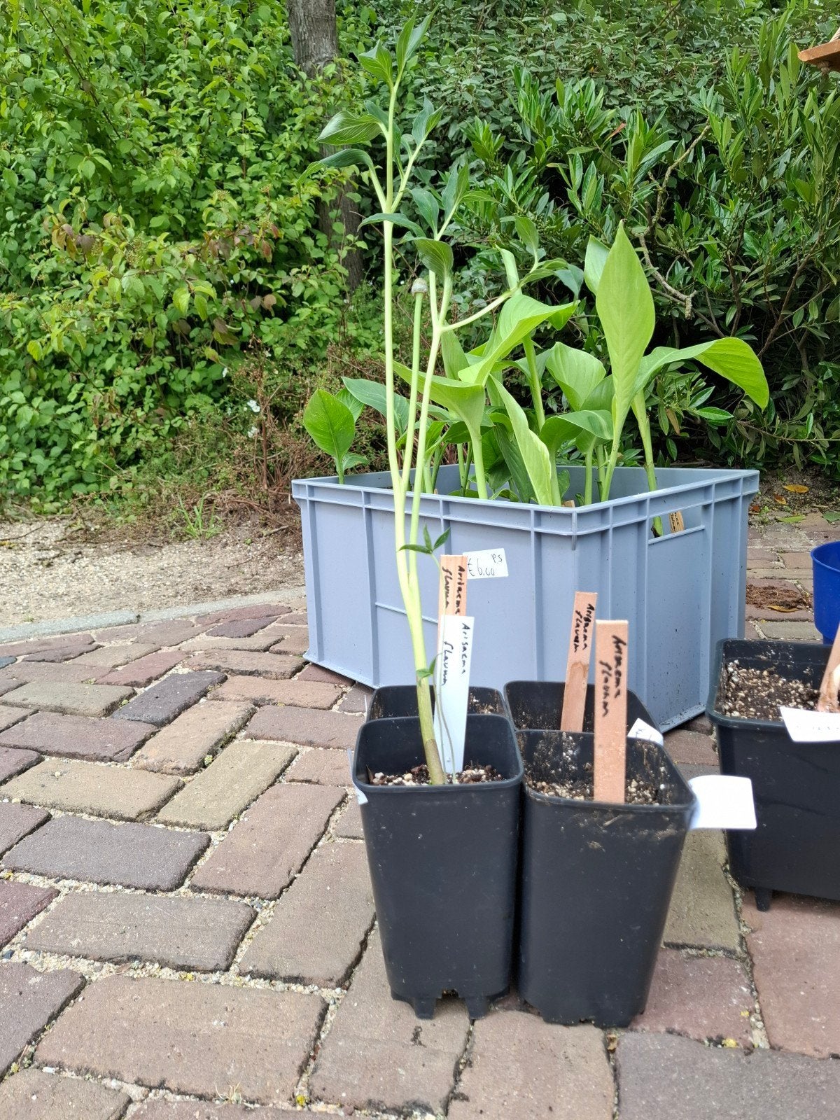 Arisaema flavum., Tuin en Terras, Planten | Tuinplanten, Ophalen of Verzenden, Overige soorten, Volle zon