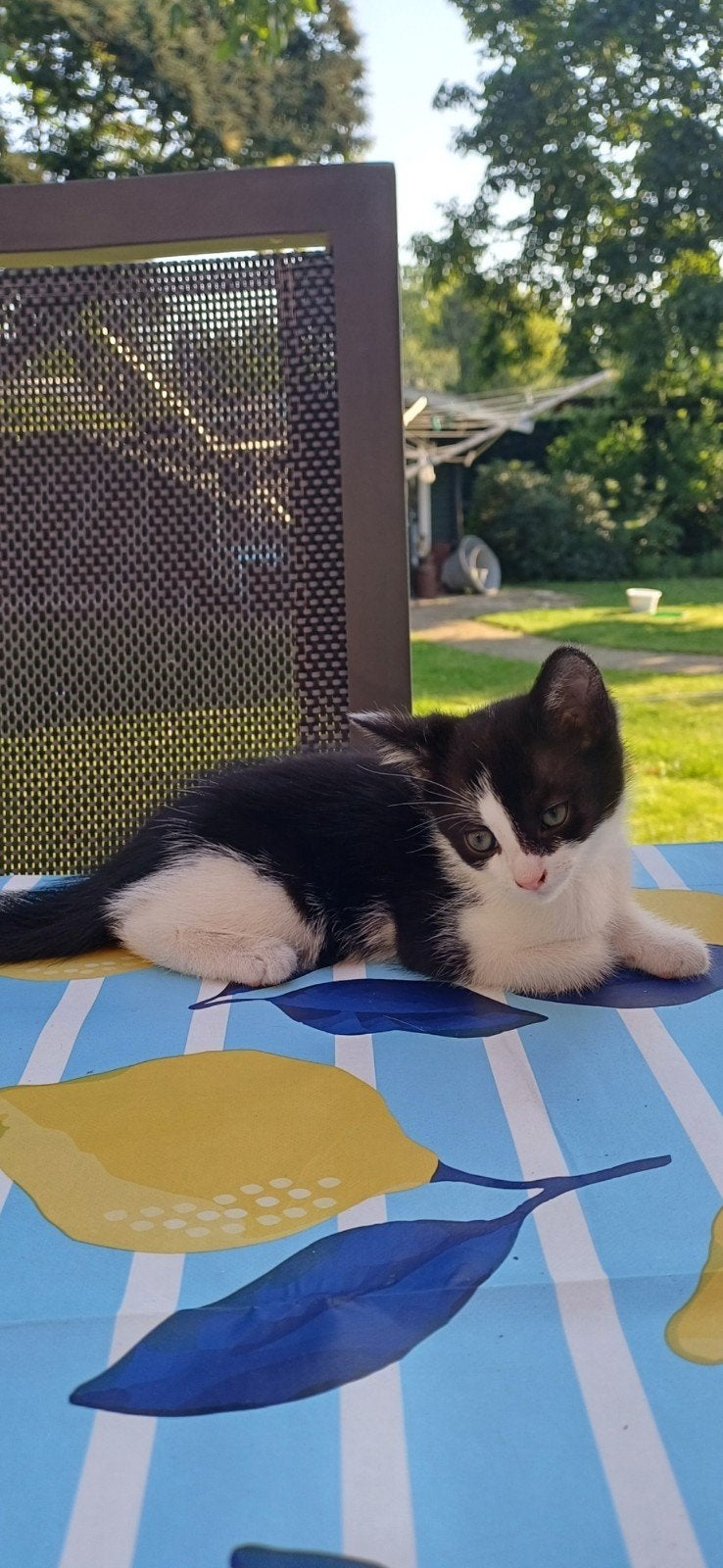 2 lieve kittens(katertjes) 10 weken, Kater, Kortharig, 0 tot 2 jaar