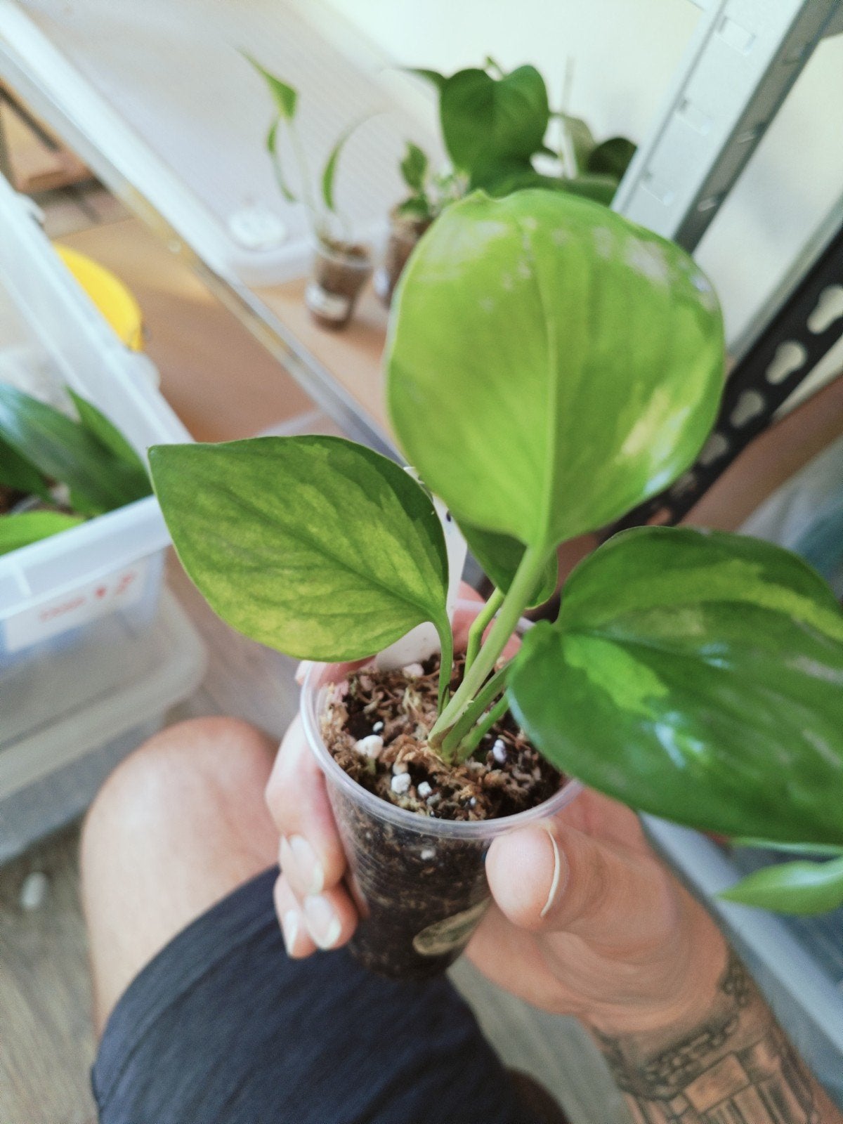 Epipremnum Harlequin -, Overige soorten, In pot, Minder dan 100 cm, Groene kamerplant
