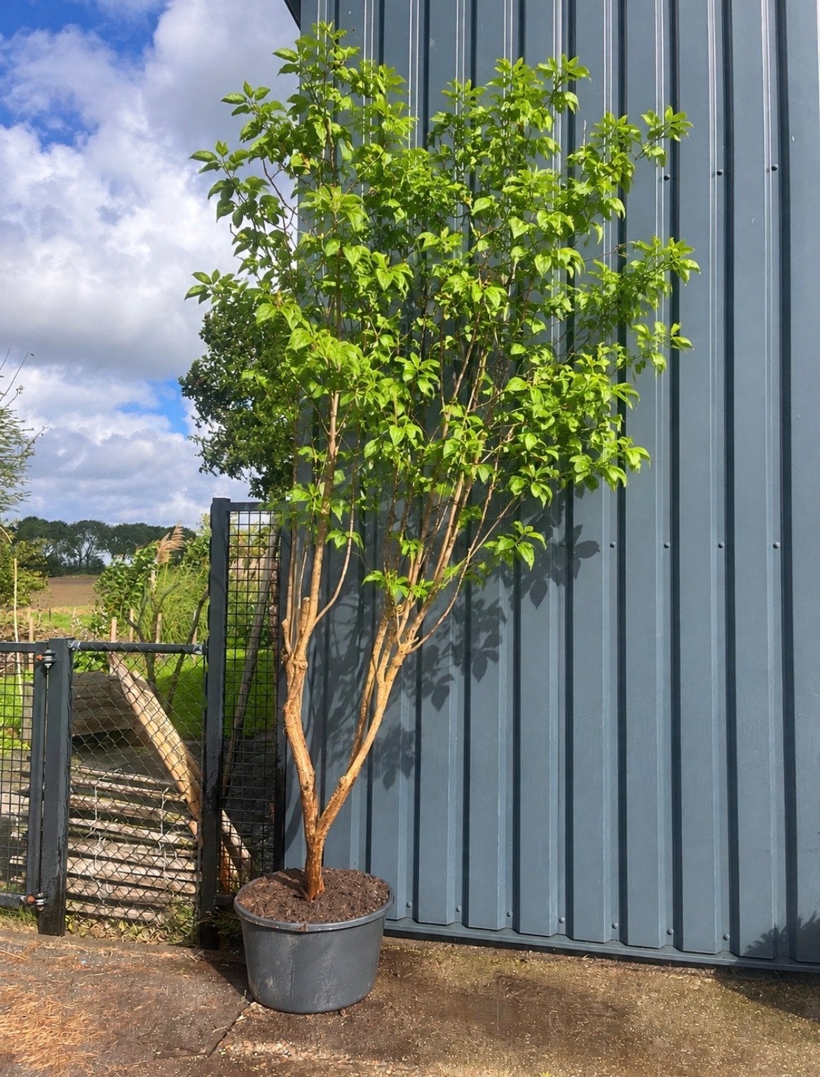 Paarse sering op stam te koop!, Tuin en Terras, 250 tot 400 cm, Zomer, Volle zon, In pot