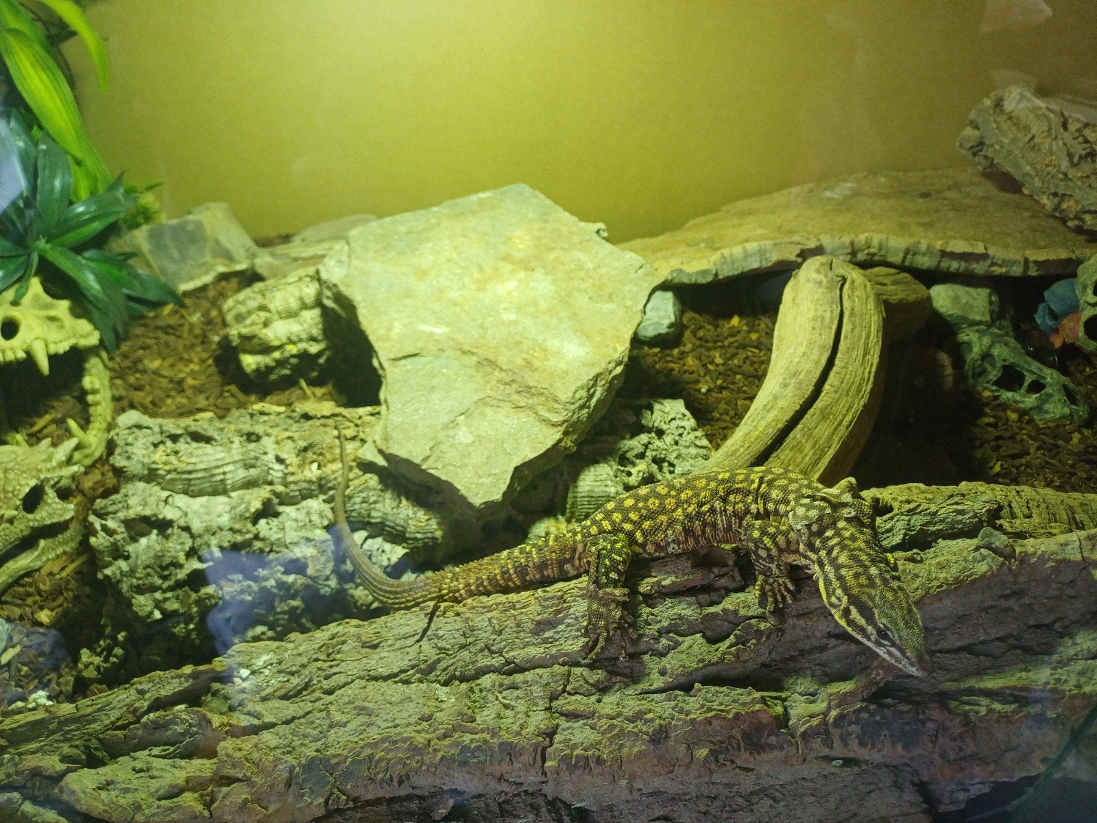 Varanus acanthurus Monitor Lizard photo 4