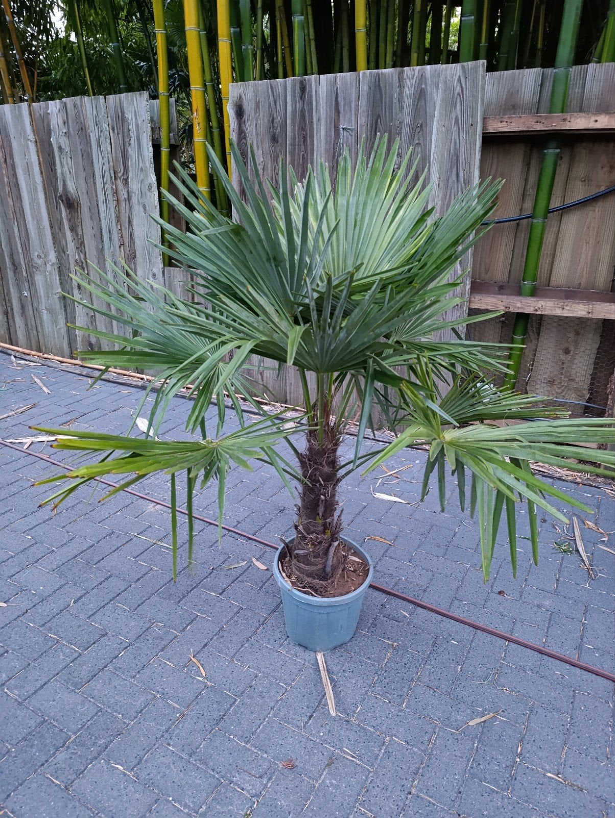 Trachycarpus Fortunei - Winterharde Palmboom, Ophalen, Overige soorten, Volle zon
