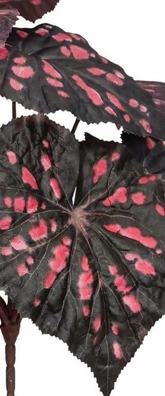 OPRUIMING - PTMD - KUNST BEGONIA - VAN 7 EURO NU 3,50, Huis en Inrichting, Woonaccessoires | Kunstplanten en Kunstbloemen, Ophalen of Verzenden