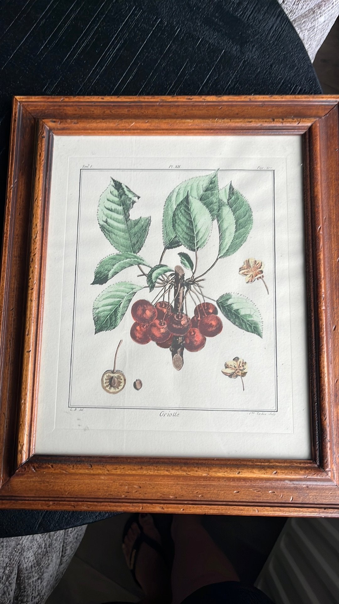 Vintage botanische print kersen (Griotte) – ingelijst, Ophalen, 35 cm, Gravure, 1800 - 1899