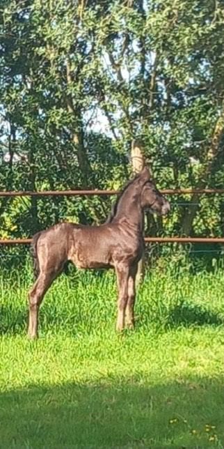 Stoer hengstveulen, Dieren en Toebehoren, Paarden, Minder dan 160 cm, Niet van toepassing, Dressuurpaard, 0 tot 2 jaar