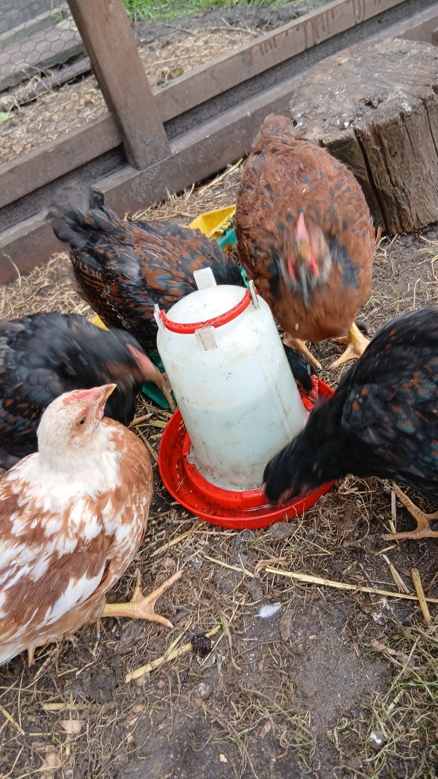 5 kuikens, Geslacht onbekend, Kip