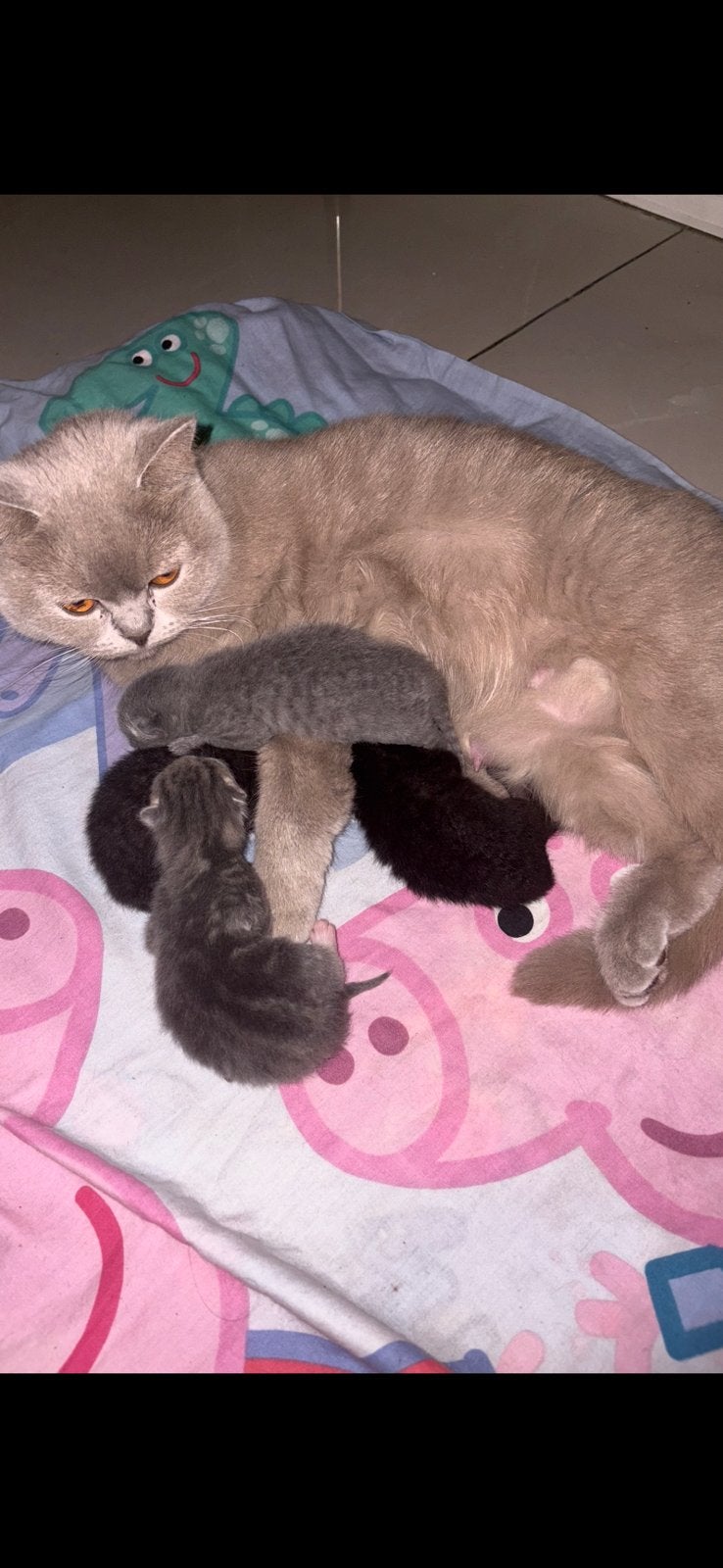 Britkortharig kitten, Dieren en Toebehoren, Geslacht onbekend, Kortharig, 0 tot 2 jaar