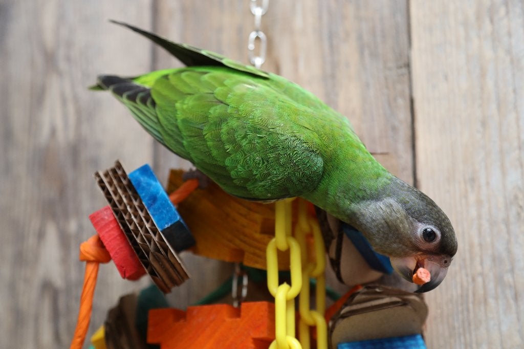 Jonge Baby Bonte boeren | Handtam | getest, Dieren en Toebehoren, Vogels | Parkieten en Papegaaien, Meerdere dieren, Papegaai