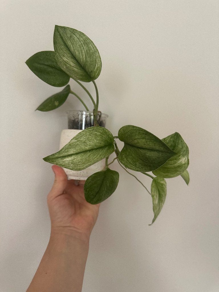 Scindapsus  mint, Huis en Inrichting, Minder dan 100 cm, Groene kamerplant, Groenteplant, Halfschaduw