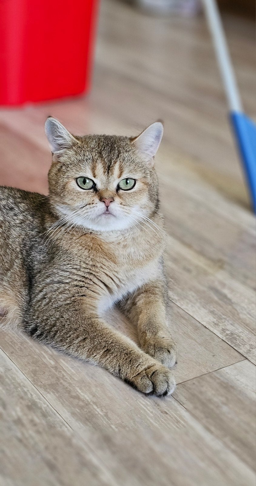 Prachtige britse korthaar goud poes vn 2 jr, Poes, Ontwormd