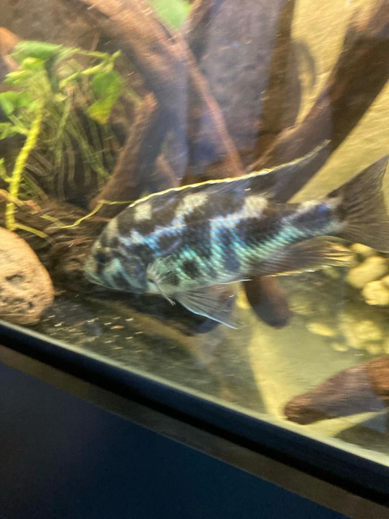 Cichlide vissen, Dieren en Toebehoren, Vissen | Aquariumvissen, Vis, Zoetwatervis