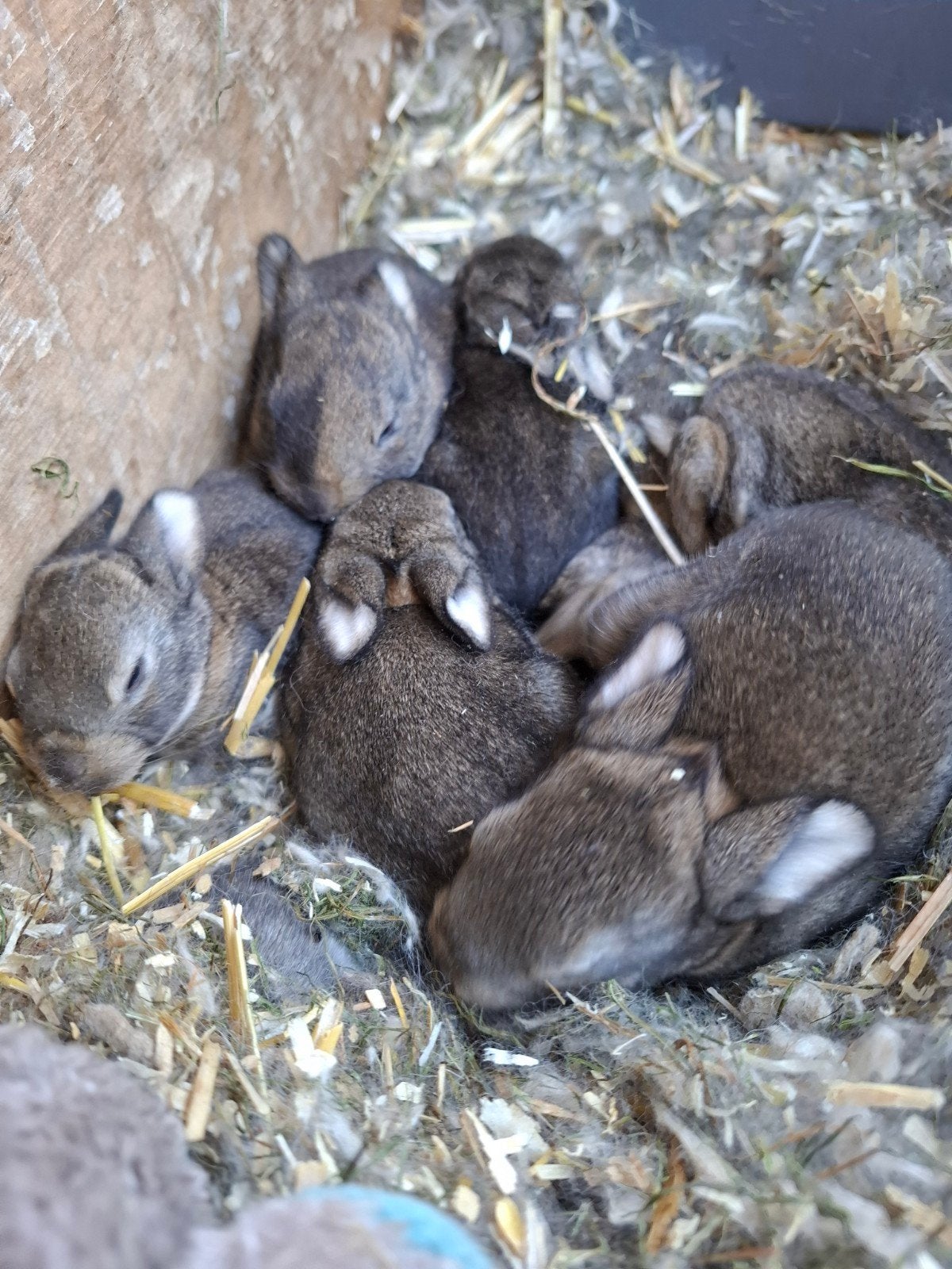 baby konijntjes te koop, Dieren en Toebehoren, Meerdere dieren, Dwerg