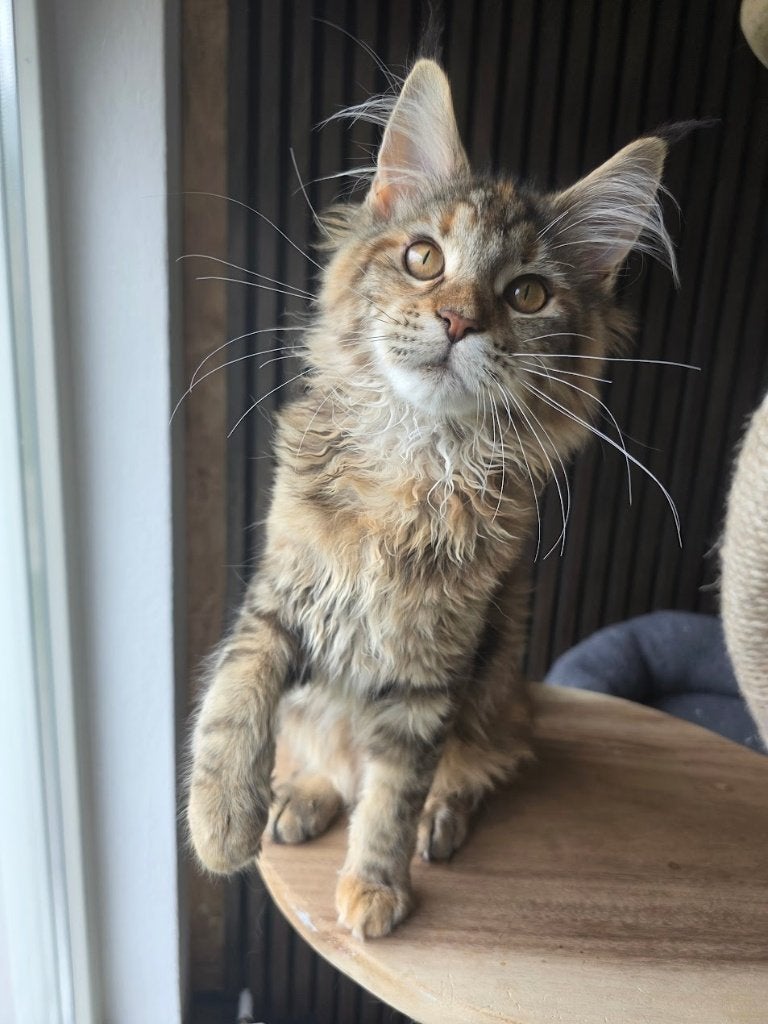 Maine coon kitten met stamboom, Poes, Met stamboom, 0 tot 2 jaar