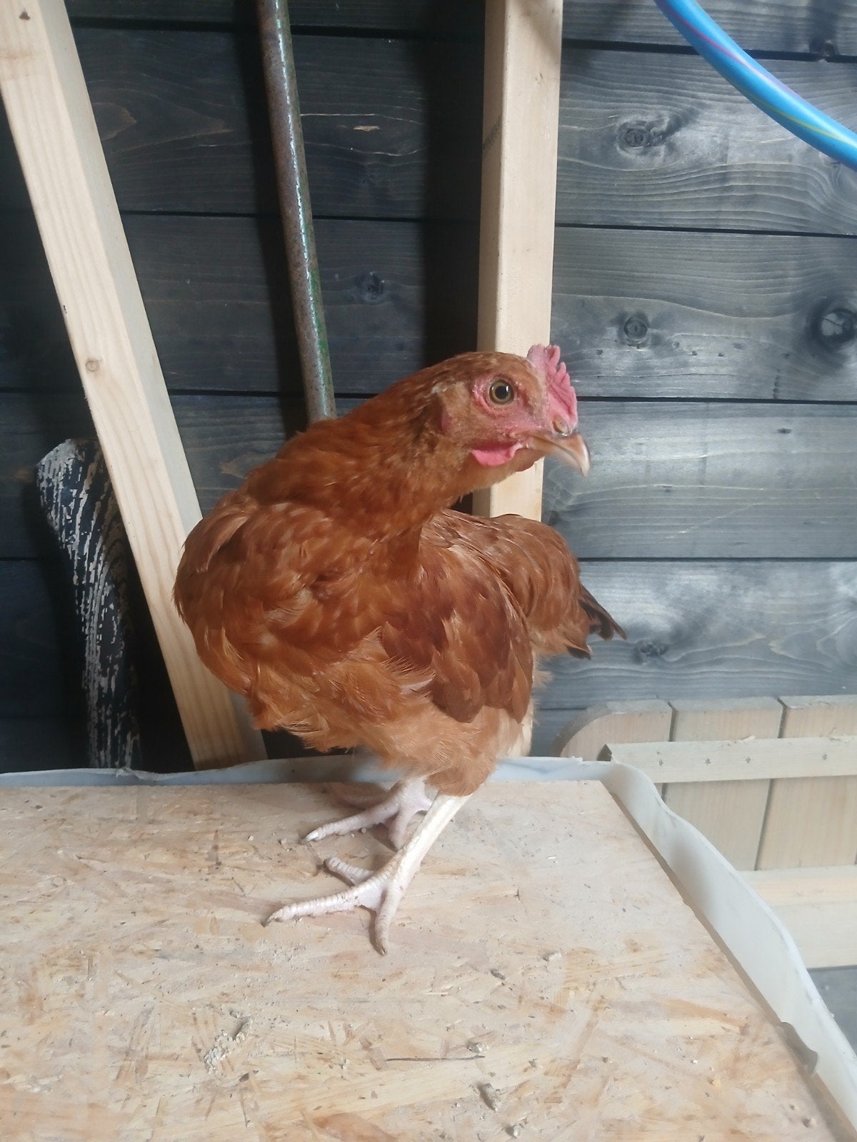 haantjes, Dieren en Toebehoren, Pluimvee, Mannelijk, Kip