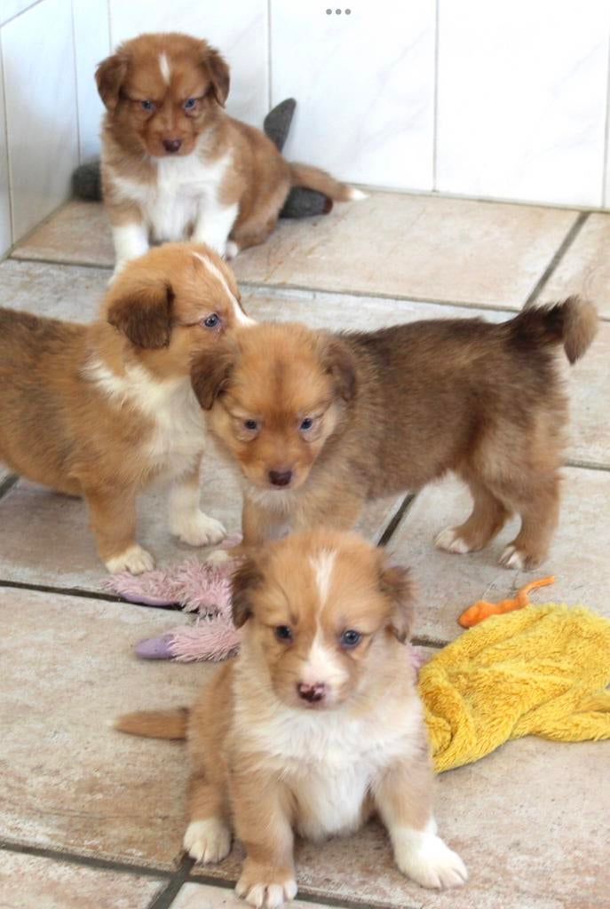 Nova  scotia duck tolling retriever x Border collie pups, Dieren en Toebehoren, Honden | Retrievers, Spaniëls en Waterhonden, Nederland