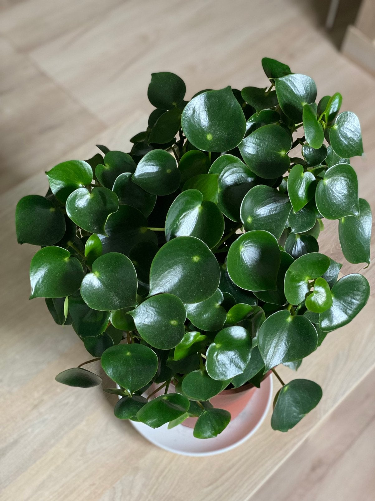 Mooie Peperomia plant - decoratief!, Huis en Inrichting, Kamerplanten, Ophalen, Overige soorten, Halfschaduw, In pot