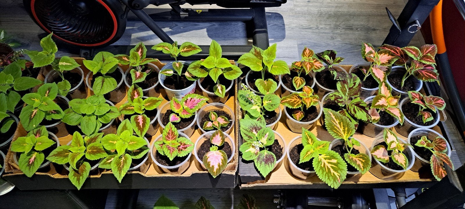Mooie aparte  Coleus(siernetel) planten.
Ook als ongeworteld, In pot, Minder dan 100 cm, Bloeiende kamerplant, Halfschaduw