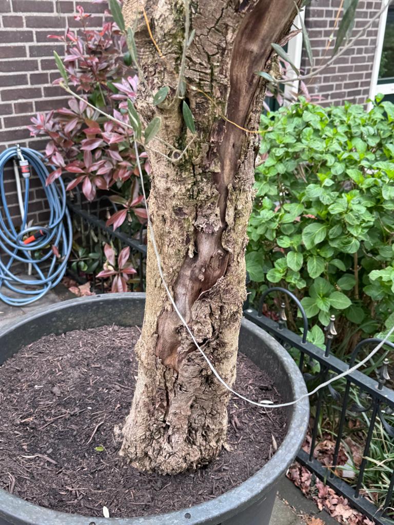 Grote Olijfboom in pot - Mediterrane sfeer voor uw tuin, Overige soorten, Volle zon, Vaste plant, Ophalen of Verzenden