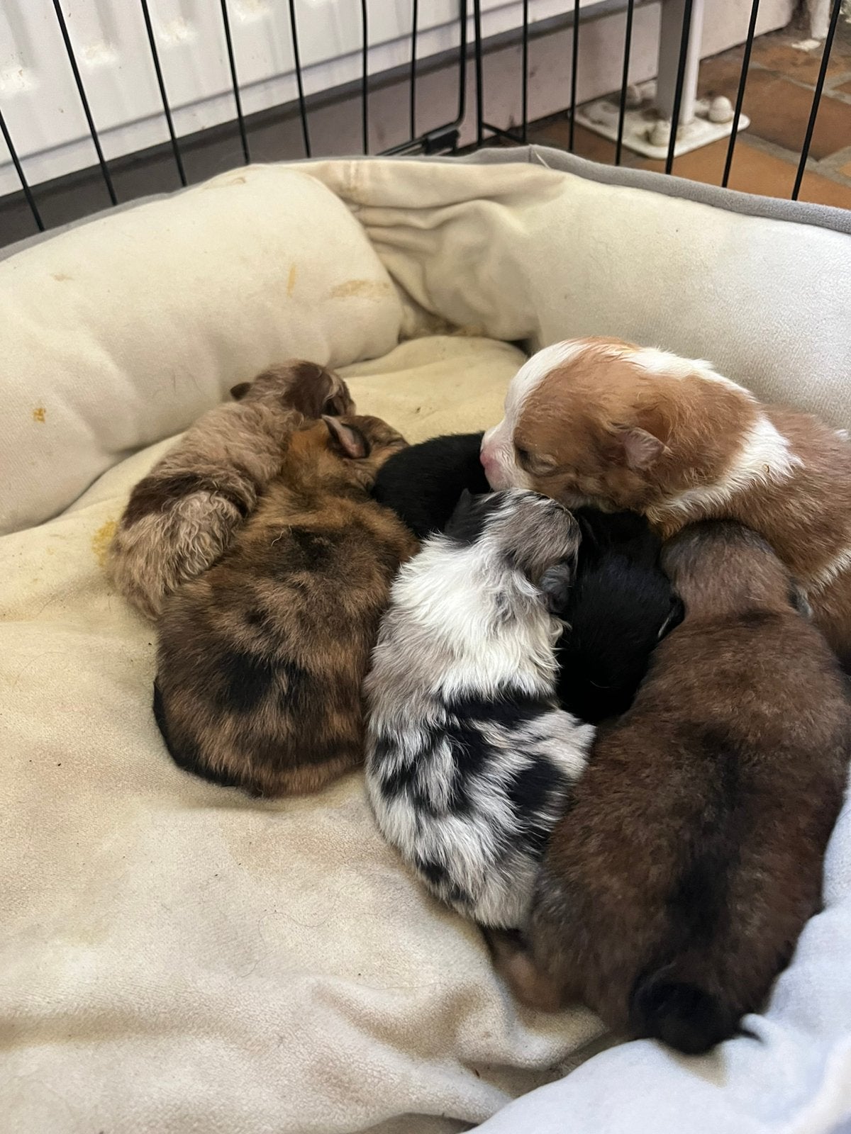 Mooie pompriaan pups, Parvo, 8 tot 15 weken, Geslacht onbekend, Meerdere