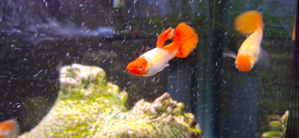 Koi guppies, Vis, Zoetwatervis