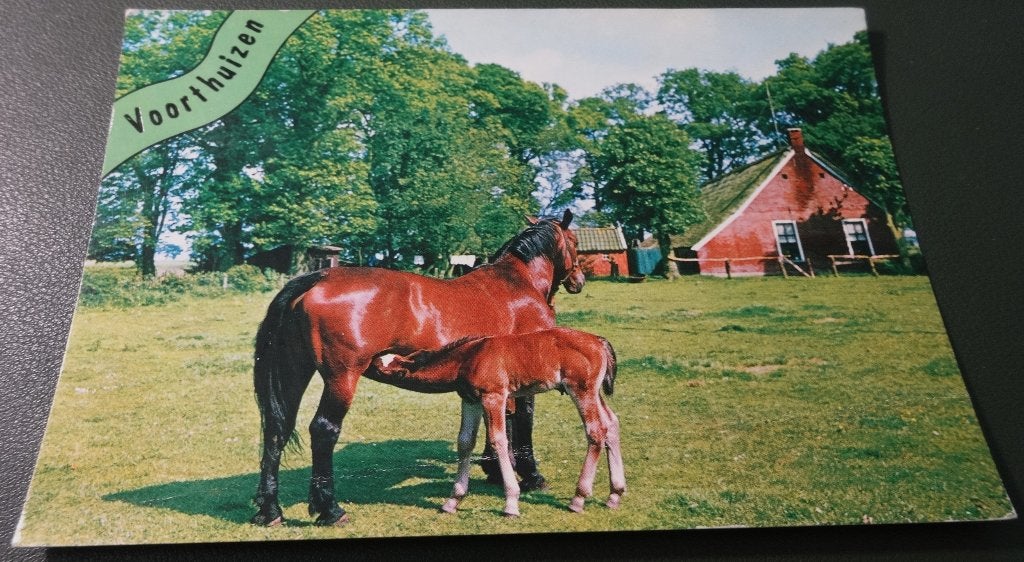 Paarden - Op boerderij - Met veulen - Voorthuizen - KHo02, Verzenden, 1980 tot heden, Gelopen, Paard