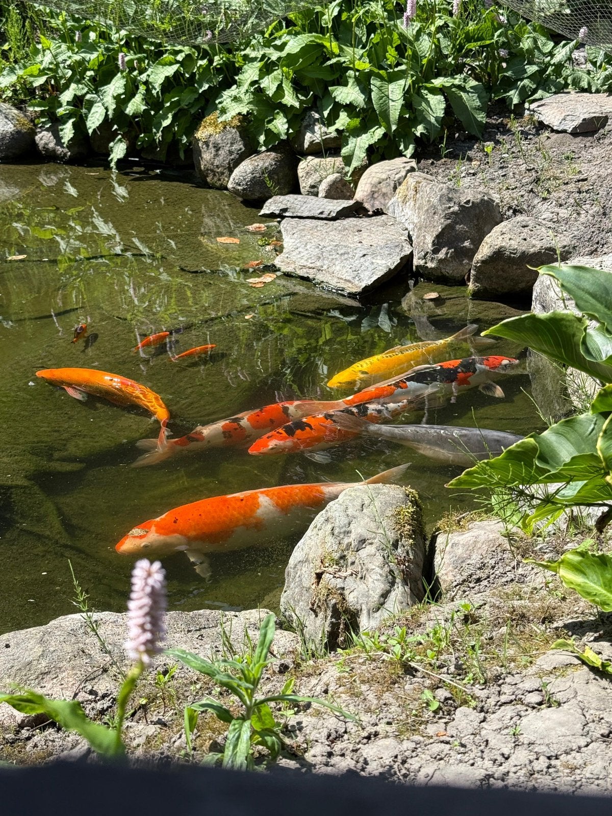 Complete installatie met koi karpers, Dieren en Toebehoren, Vissen | Vijvervissen, Karper of Koi