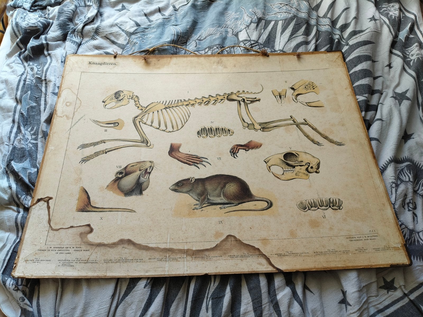 Vintage schoolplaat Natuur & Biologie - Twee kanten, Ophalen of Verzenden, Natuur en Biologie