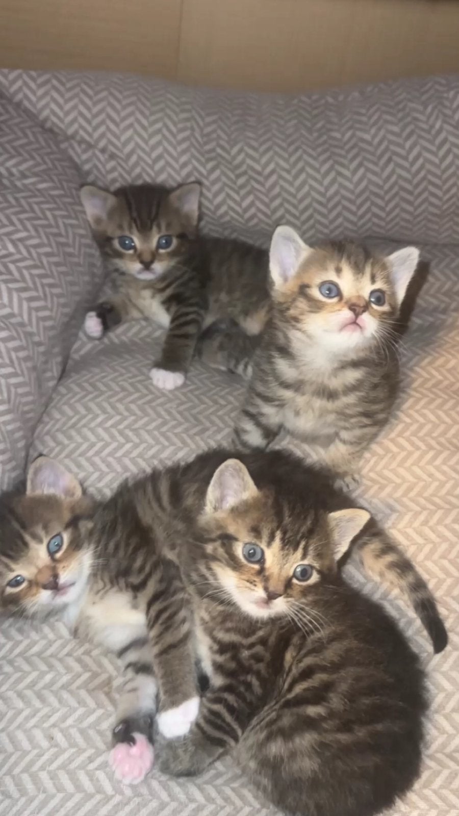 4 lieve kittens zoeken een nieuw thuis, Meerdere dieren, Kortharig, 0 tot 2 jaar