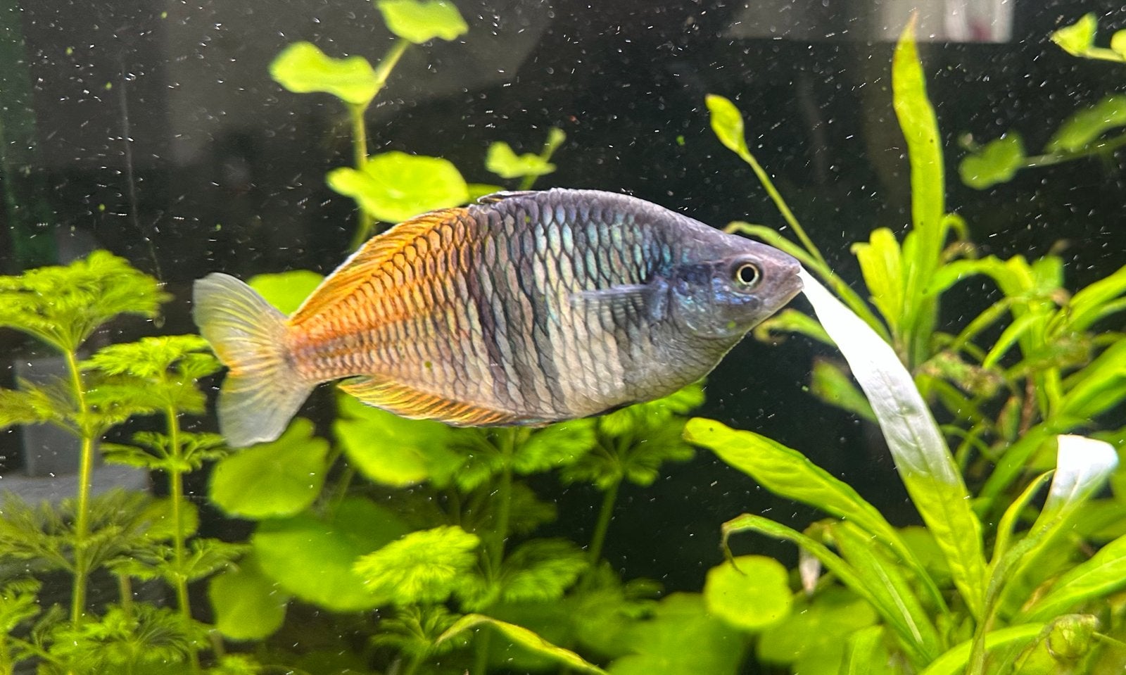 Boesemani ( man ) Regenboog vis, Dieren en Toebehoren, Vis