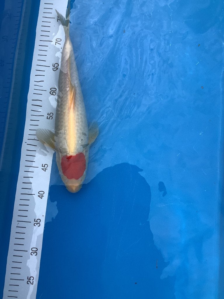 Tancho Japanse Koi, Karper of Koi