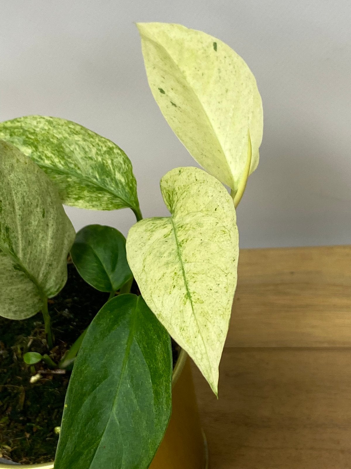 Monstera Laniata Mint Variegata #2, Ophalen of Verzenden, Halfschaduw, Minder dan 100 cm