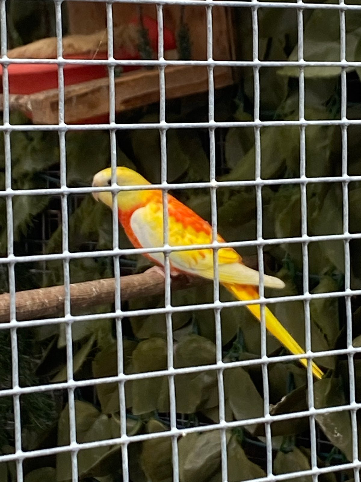 Mooie koppel gele roodbuik Turqouisine met 3jongen, Dieren en Toebehoren, Meerdere dieren