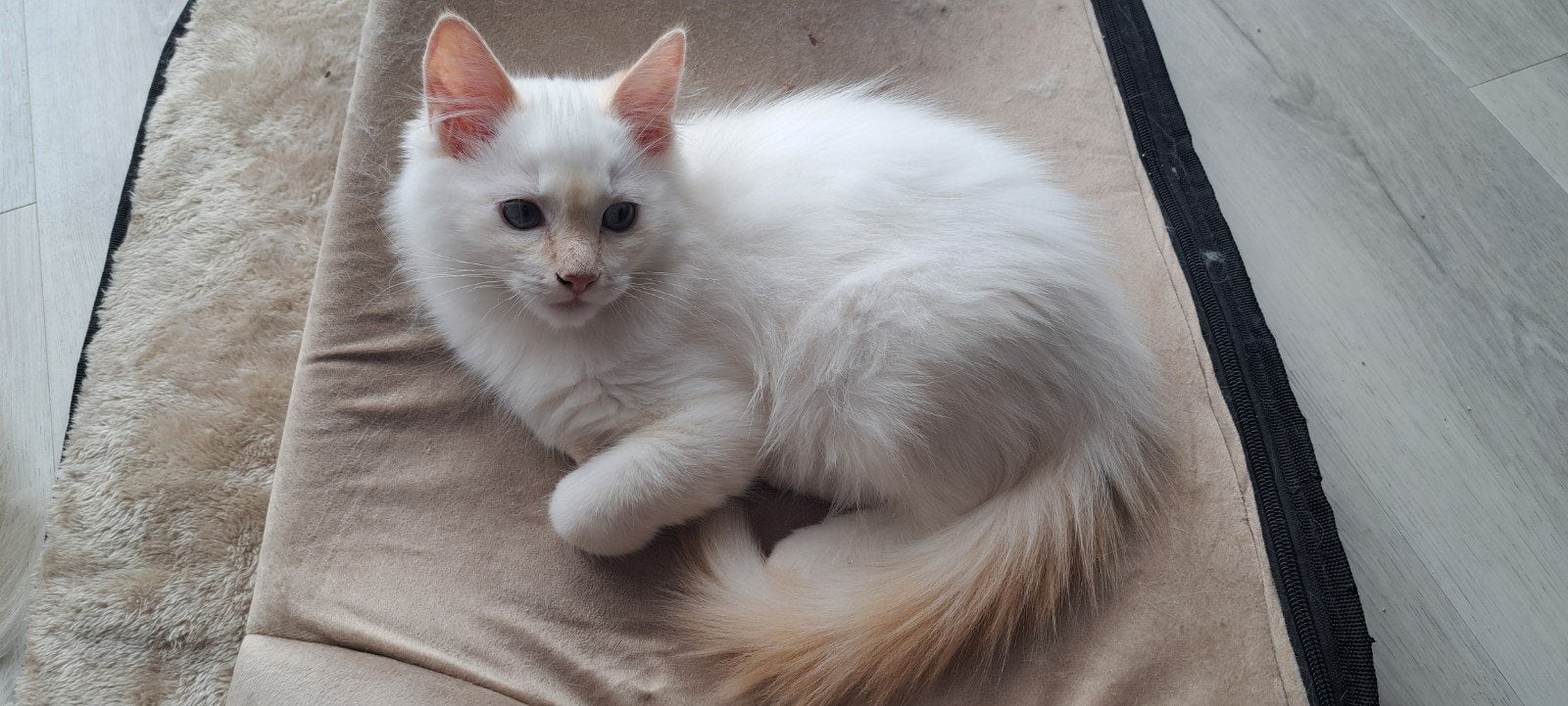 ragdoll cremepoint katertje, mag verhuizen 
Vader groot int, Kater, Met stamboom, 0 tot 2 jaar