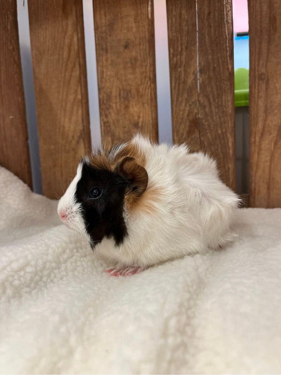 Leuke cavia beertjes, Dieren en Toebehoren, Knaagdieren, Cavia, April, Mannelijk, Tam