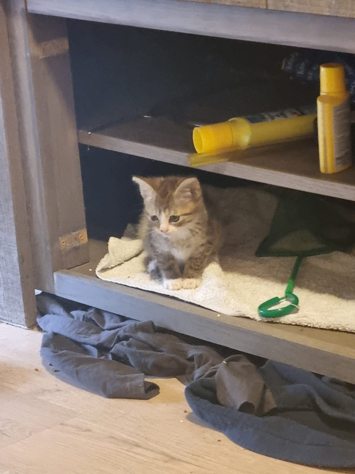 Kitten  3 mnd, Dieren en Toebehoren, Ophalen, Zo goed als nieuw